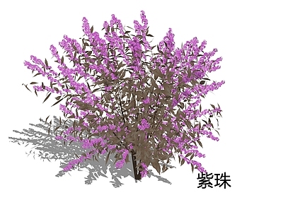 新中式景观灌木 紫珠 爆竹紫 珍珠枫