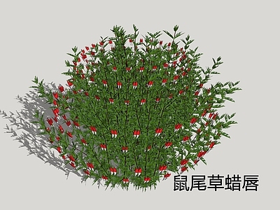 现代主义景观草本植物 鼠尾草蜡唇