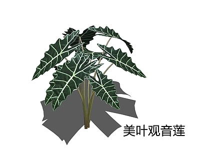 现代简约草本植物 美叶观音莲