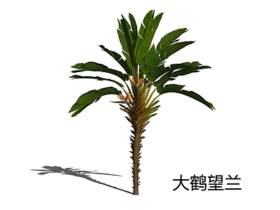 热带植物景观草本植物 大鹤望兰 天堂鸟