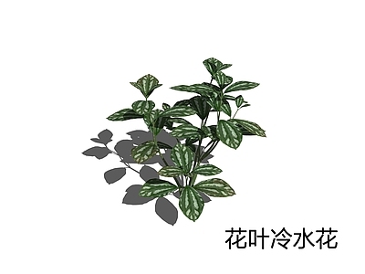 现代简约草本植物 花叶冷水花 冷水花 冰水花