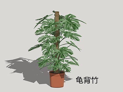 现代简约盆栽 龟背竹