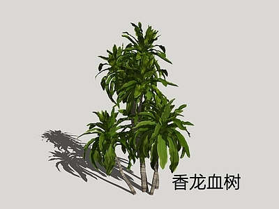 现代简约灌木 香龙血树