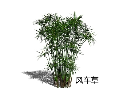 现代主义水生植物 风车草