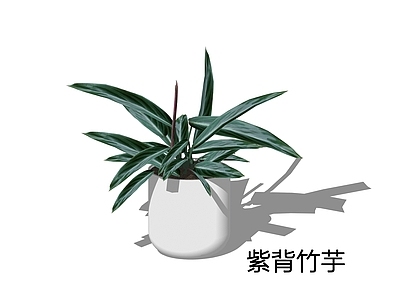 现代简约盆栽 紫背竹芋
