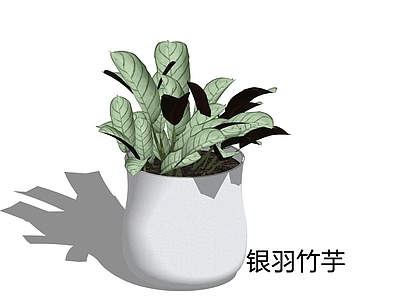 现代简约盆栽 银羽竹芋