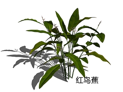 现代主义草本植物 红鸟蕉 艳红赫蕉