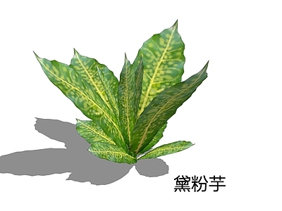 现代简约草本植物 黛粉芋 万年青