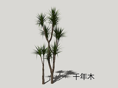 现代简约灌木 千年木