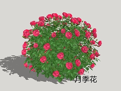 新中式景观灌木 月季花