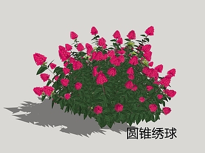 新中式景观灌木 圆锥绣球 水亚木 栎叶绣球
