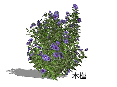 新中式景观灌木 木槿