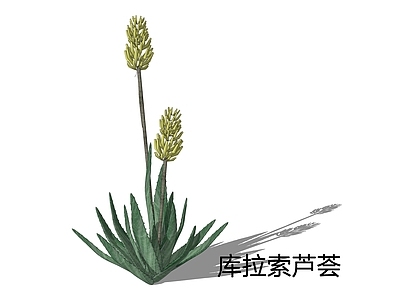 现代简约多肉植物 库拉索芦荟 芦荟
