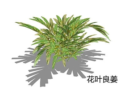 现代主义草本植物 花叶良姜