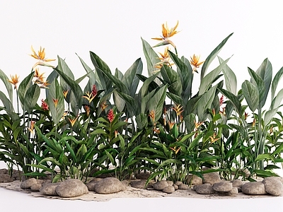 现代自然风植物组合 热带植物群组 庭院植物景观组合 鹤望兰天堂鸟 棕榈科蕨类 阴生植物水生植物