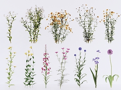 自然风花草 花草花卉花镜 金鸡菊白晶菊 千屈菜石竹类 鸢尾大花葱雏菊 庭院花园植物景观