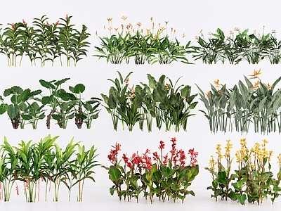 热带植物景观草本植物 热带景观植物群组 红姜花蝎尾蕉 旅人蕉芭蕉 美人蕉鹤望兰 公园庭院植物组合