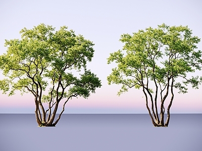极简主义乔木 2D丛生乌桕树 丛生乌桕树 丛生乔木 丛生景观树 多杆乔木