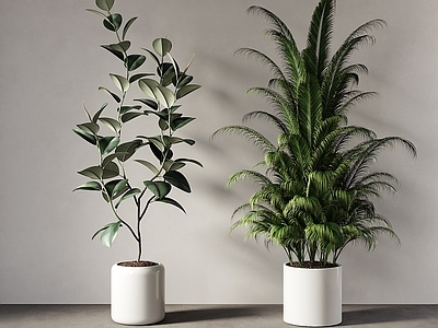 现代简约盆栽 现代绿植盆栽