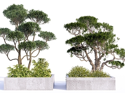 新中式景观盆栽 造型景观树乔木 造型桩景树 乔木造型修剪树 罗汉松松树 庭院植物景观输出