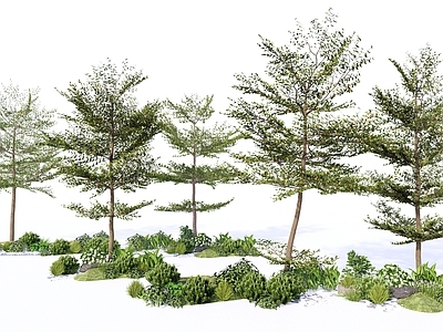 景观植物组合 造型景观树 小叶榄仁 广场树池公园树 道路绿化行道树 乔木灌木