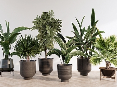 现代简约盆栽 室内阔叶盆栽植物 旅人蕉芭蕉 荷兰铁鹅掌柴 棕榈蒲葵类 常绿植物盆栽组合