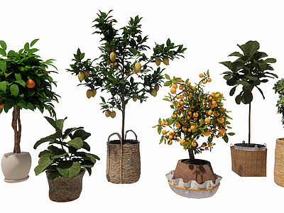 中古风盆栽 现代景观盆栽植物