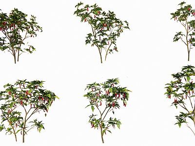 新中式景观农作物 现代蔬菜植物辣椒