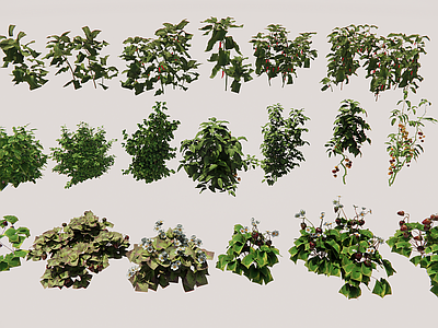 自然写实农作物 现代蔬菜植物番茄