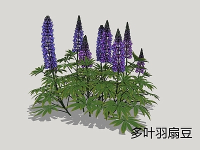 现代景观花草 多羽叶扇豆 鲁冰花 花境植物