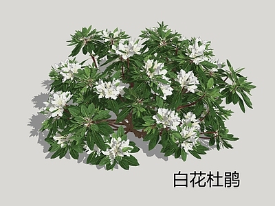新中式景观灌木 白花杜鹃 尖叶杜鹃 白杜鹃