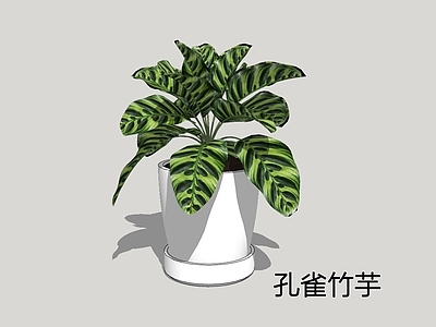 现代简约盆栽 孔雀竹芋 孔雀肖竹芋 盆栽