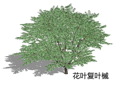 新中式景观乔木 梣叶槭 花叶复叶槭 金边复叶槭 斑叶复叶槭 银霜槭