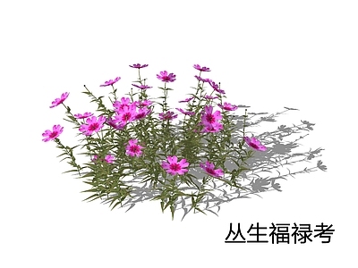 现代简约花草 丛生福禄考 芝樱 针叶天蓝绣球 针叶福禄考