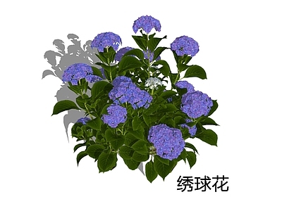 自然主义灌木 绣球花 八仙花 花境