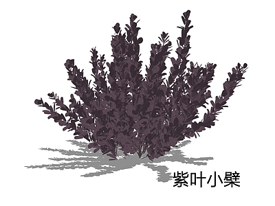 现代简约灌木 紫叶小檗 紫叶女贞 紫叶日本小檗 红叶小檗