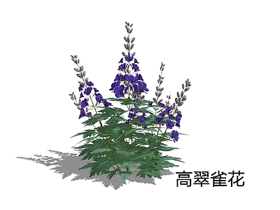 自然主义草本植物 高翠雀花 飞燕草 花境