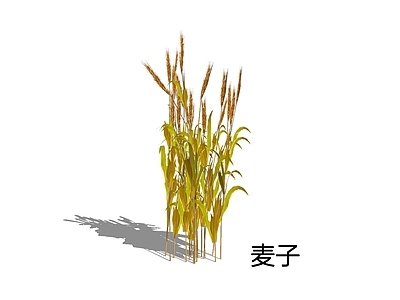 自然写实风农作物 麦子 小麦