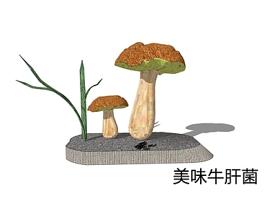 卡通风格草本植物 美味牛肝菌 白牛肝菌 大脚菇