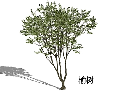 新中式景观乔木 榆树