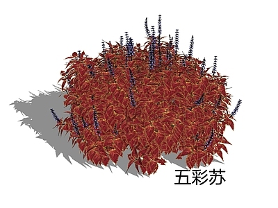 新中式景观草本植物 五彩苏 锦紫苏 洋紫苏 五色草