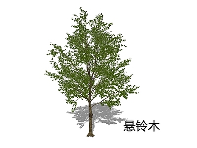 现代主义乔木 悬铃木 英国梧桐 梧桐
