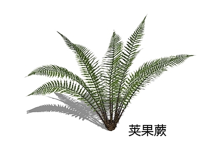自然主义草本植物 荚果蕨 黄瓜香 广东菜 蕨