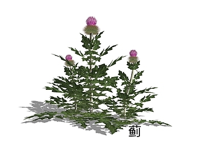 自然主义草本植物 蓟 大蓟 刺蓟
