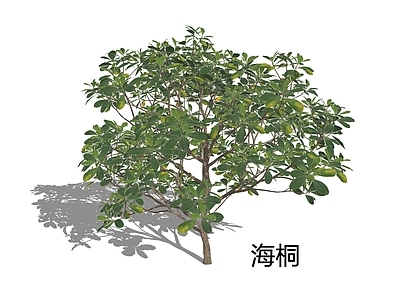 新中式景观灌木 海桐 海桐花 七里香