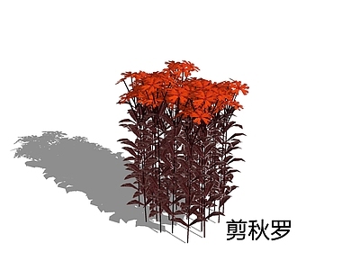 新中式景观草本植物 剪秋罗 大花剪秋罗