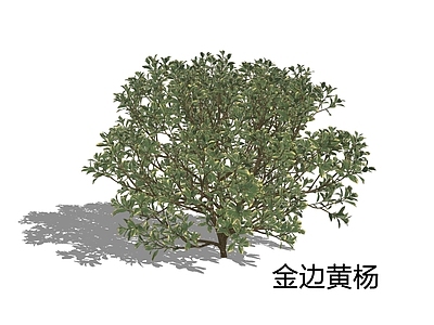 新中式景观灌木 金边黄杨 斑叶黄杨 金边冬青卫矛 黄杨
