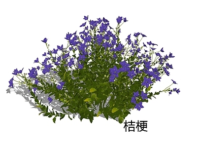 自然主义景观草本植物 桔梗 铃铛花 包袱花 花境