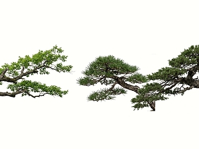 2D新中式乔木