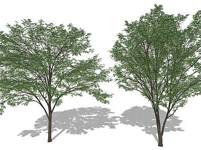 现代主义景观乔木 3D榉树绿植树木